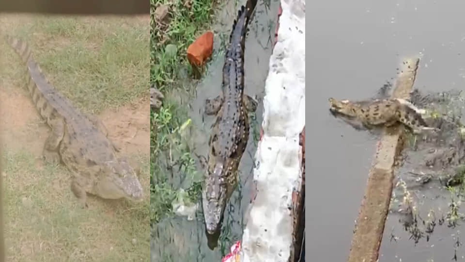 Kanpur: Waterlogging in Makdikheda leaves 50,000 residents in distress; crocodiles spotted