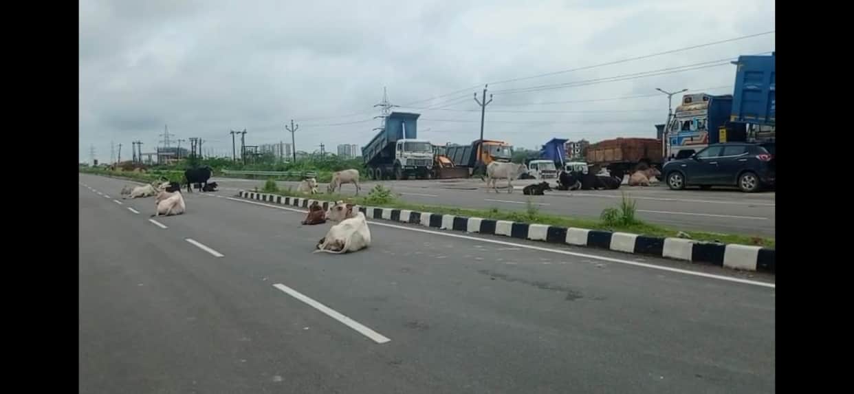Stray Cattle Occupy State Highway, Pose Risk to Passing Vehicles Near Ganga Barrage