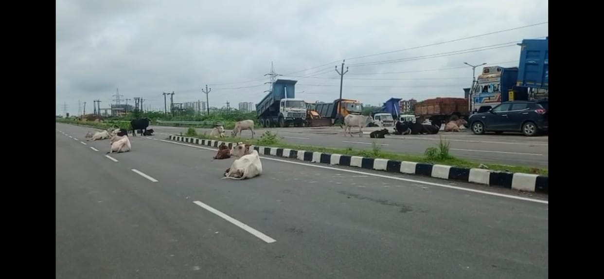 Stray Cattle Occupy State Highway, Pose Risk to Passing Vehicles Near Ganga Barrage
