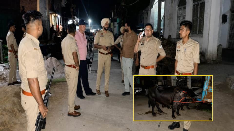 Baghpat: Buffaloes Stolen from Punjab Recovered in Chhaprauli, Punjab Police Conduct Raid