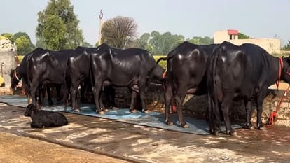 अंतरराज्यीय भैंस चोर गिरोह का भंडाफोड़