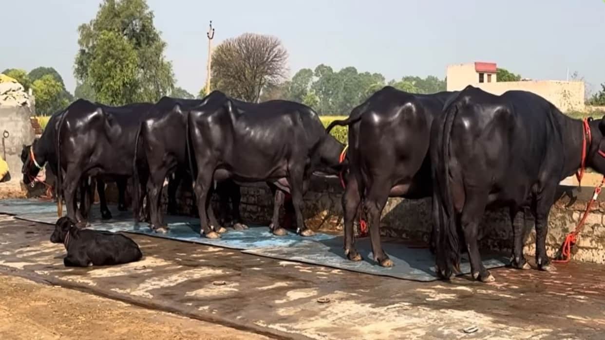 Chittorgarh: Interstate Cattle Theft Gang Busted, Livestock Worth Rs 2 Crore Stolen from Three States