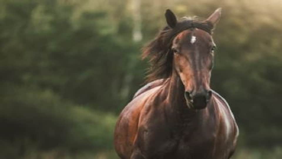 Stray horse with glanders symptoms goes missing in haldwani