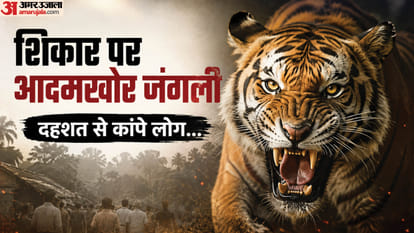 शिकार पर आदमखोर बाघ