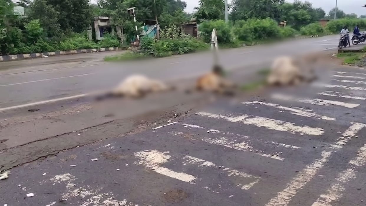 Tragic Katghora accident kills three cattle, two injured left writhing; sarpanch ignored calls,