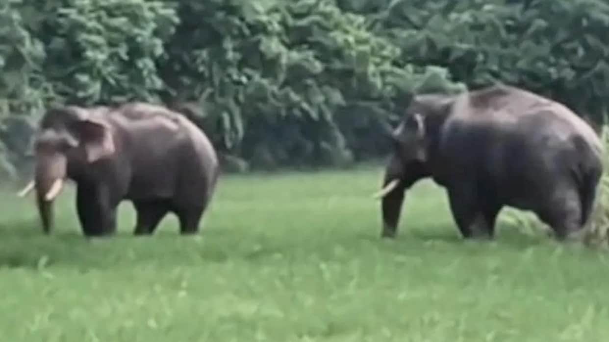 Himachal: State's elephant corridor to be built in Sirmaur; crops will not be harmed.