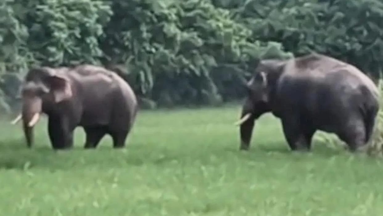 Himachal: State's elephant corridor to be built in Sirmaur; crops will not be harmed.