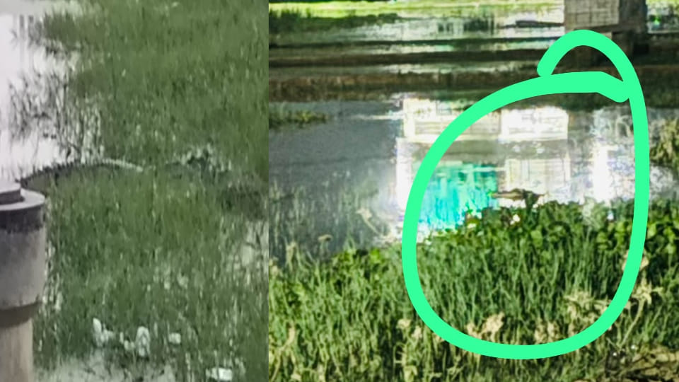 Waterlogging brings crocodiles and venomous snakes into homes; flood-like conditions in these areas