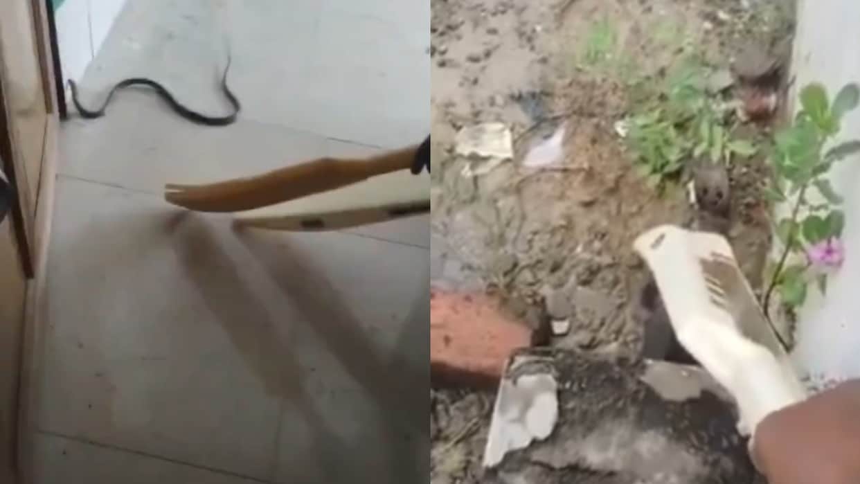 nagin inside school in raibareli uttar pradesh teacher rescued cobra
