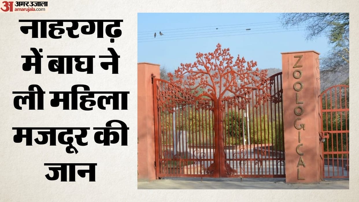 Tiger Shivaji Attacks Woman Worker at Jaipur’s Nahargarh Biological Park, Raising Security Concerns