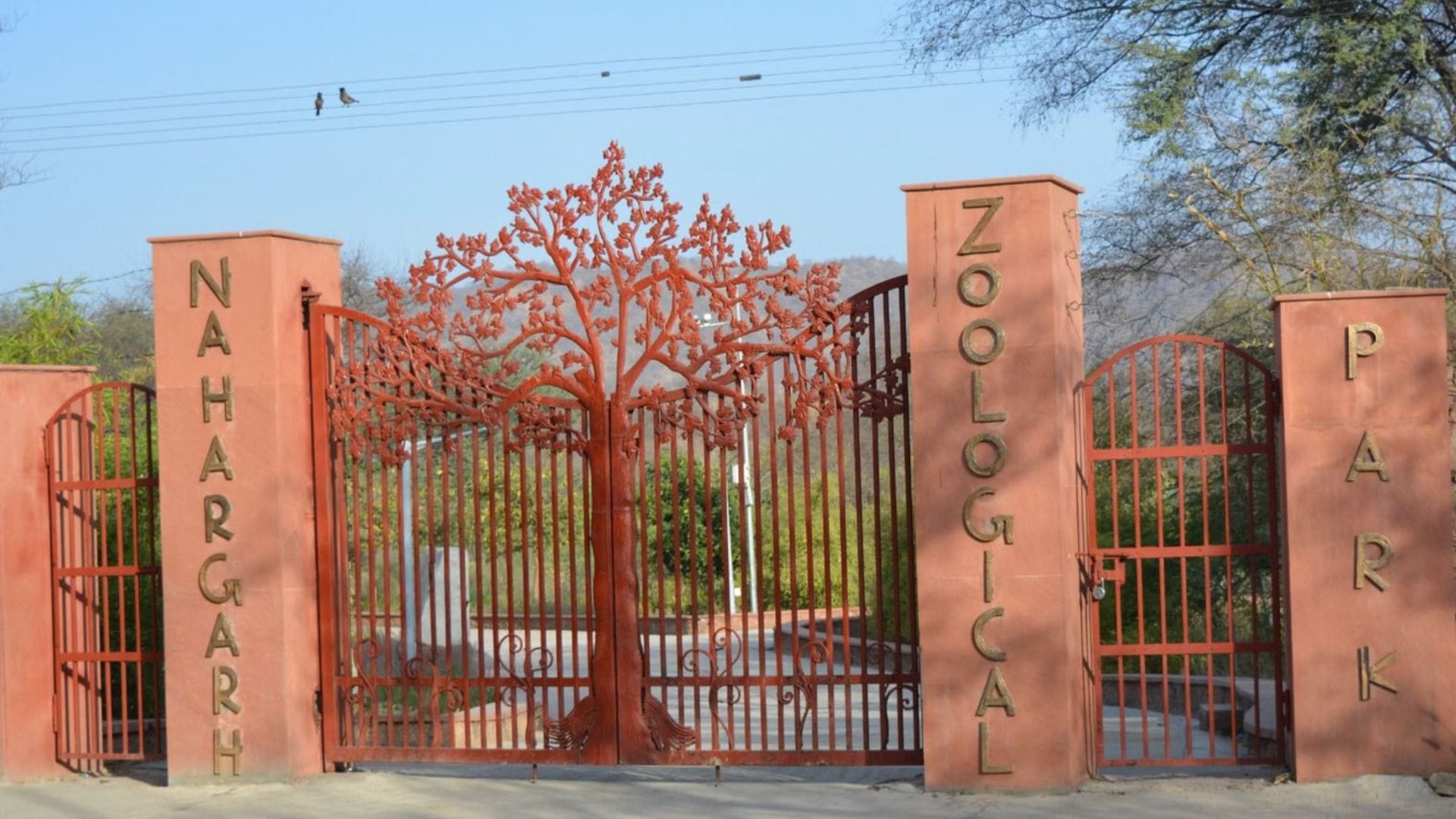 नाहरगढ़ में बाघ ने ली महिला मजदूर की जान