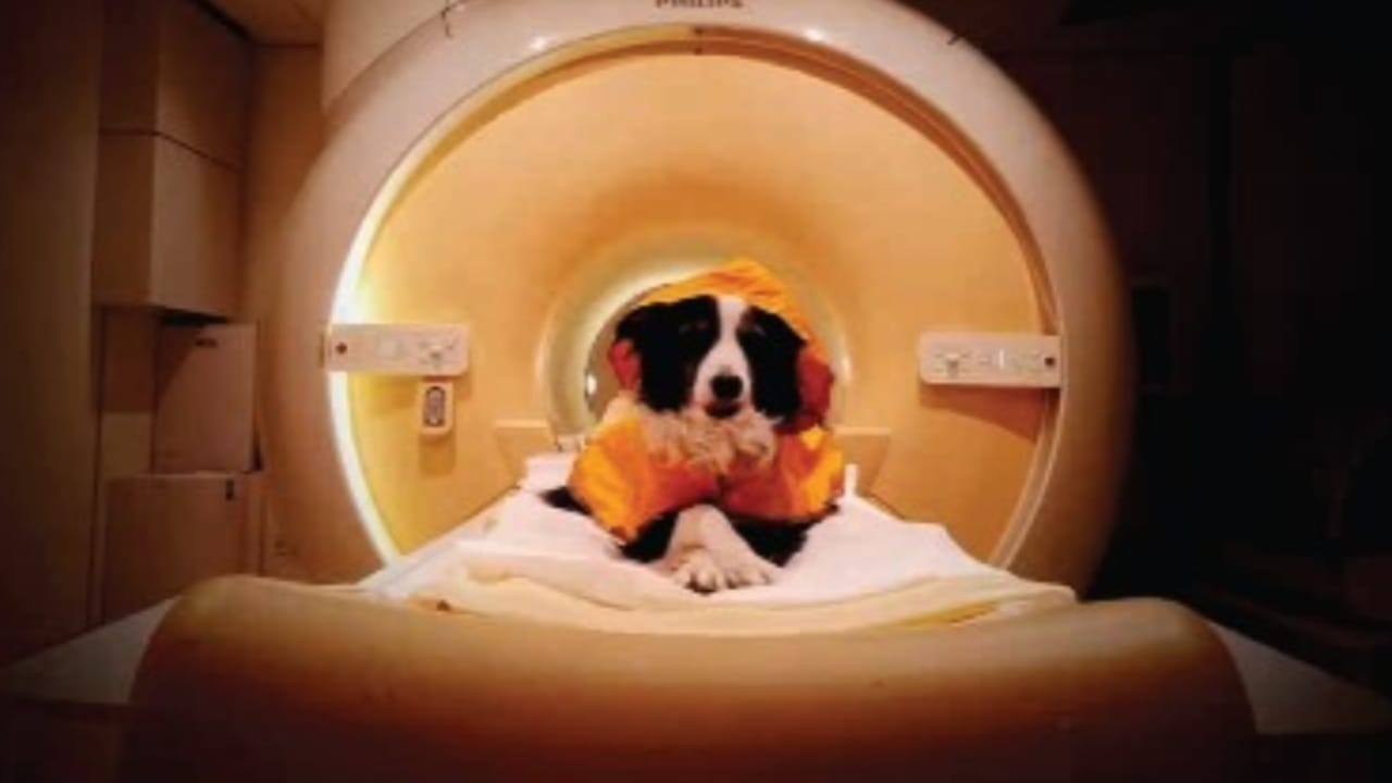 other perspective dogs can recognize human emotions