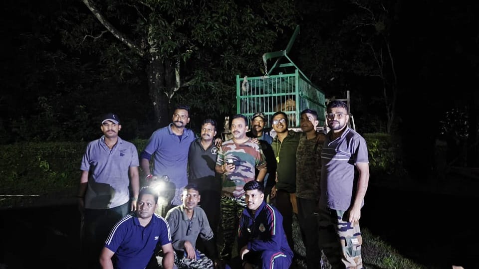 The forest department rescued a tiger in Bhaunkhal Almora