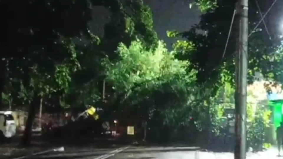बारिश के दौरान गिरा पेड़