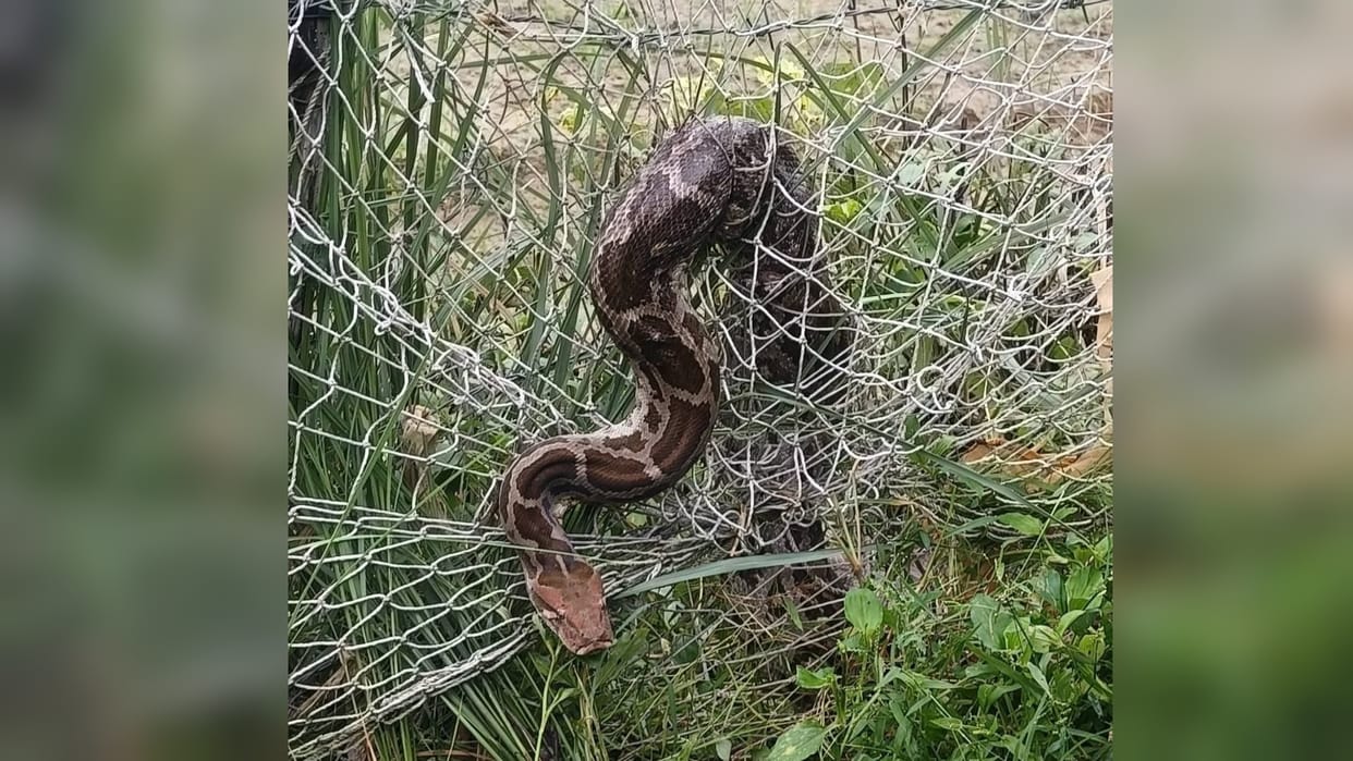 young man who went to rescue a python was bitten by the snake itself; he has been referred to the district