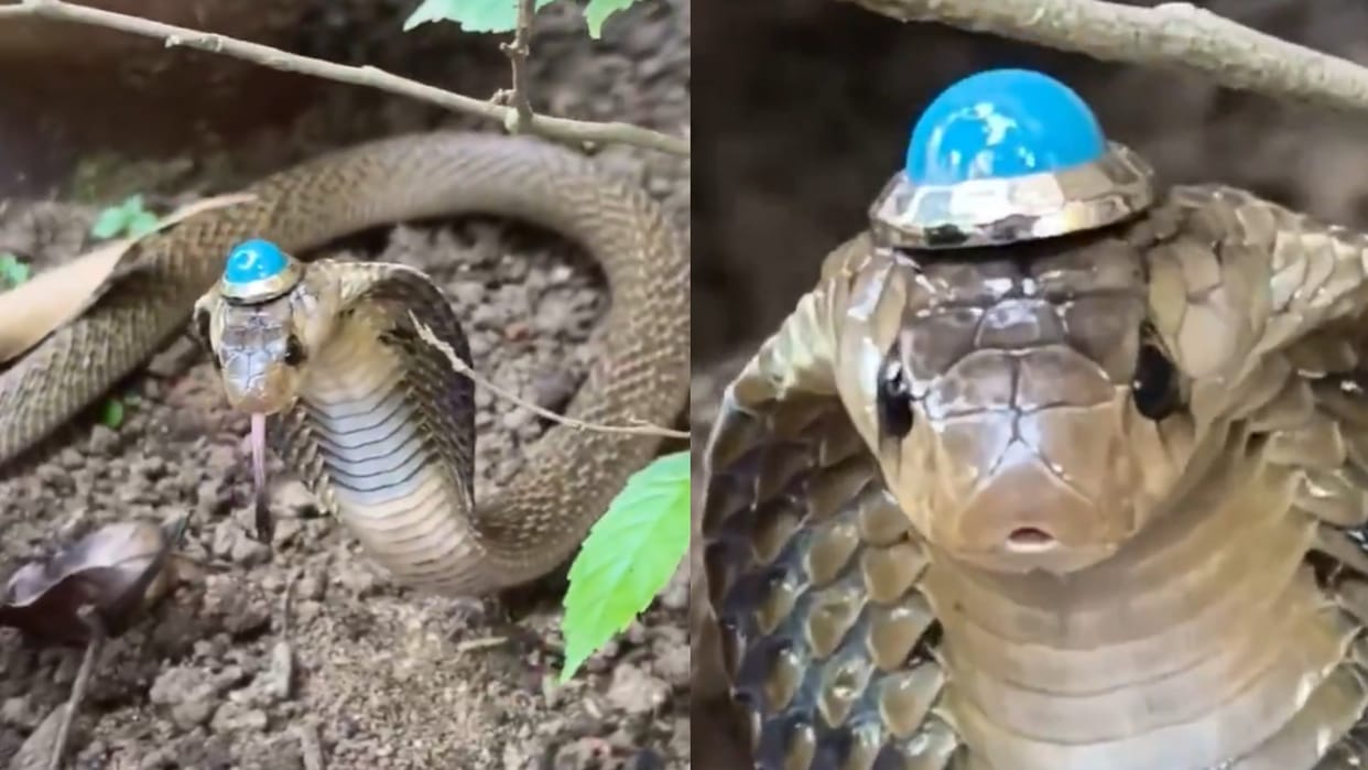 Nagamani spotted on the head of a venomous cobra Find out the truth behind the viral video