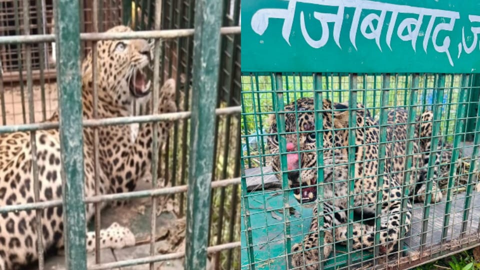 Two Leopards Trapped in Bijnor, Fourth Captured in Dhansini in Five Months