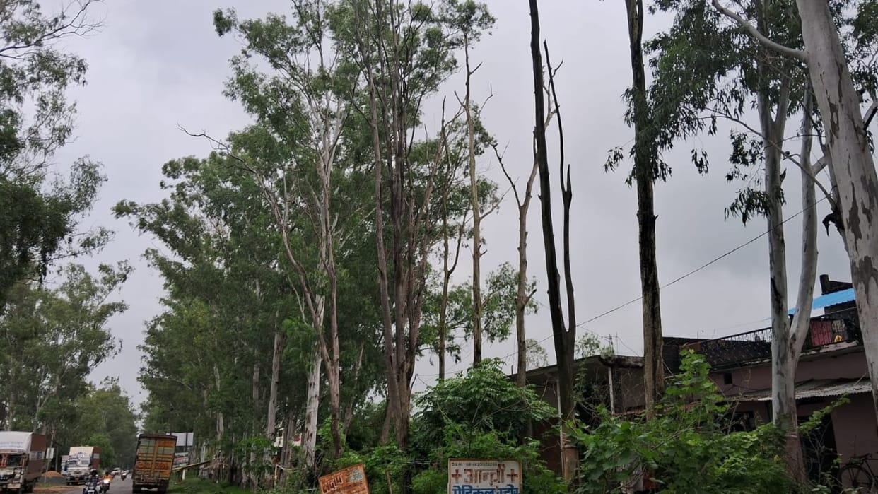 People in house rush to take cover when strong winds blow due to dried-up tree on state highway in sonbhadra