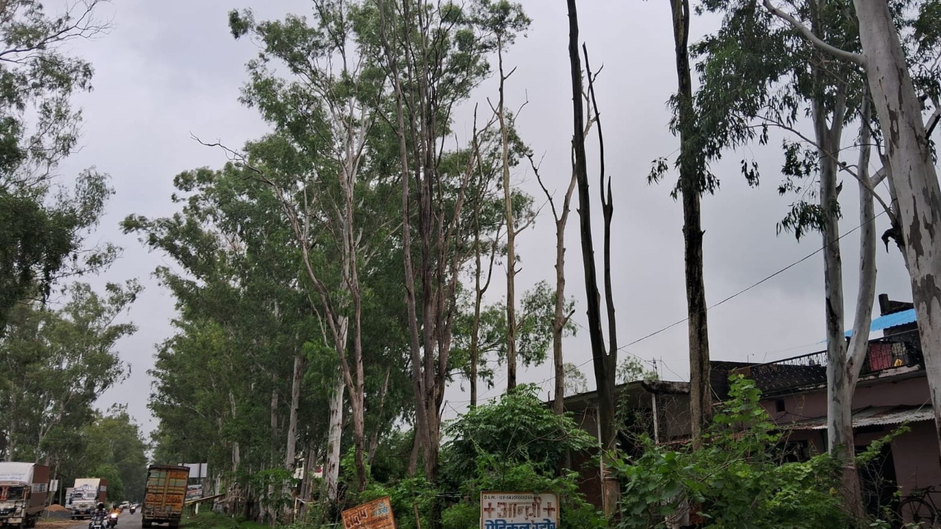 स्टेट हाईवे पर सूखे पेड़