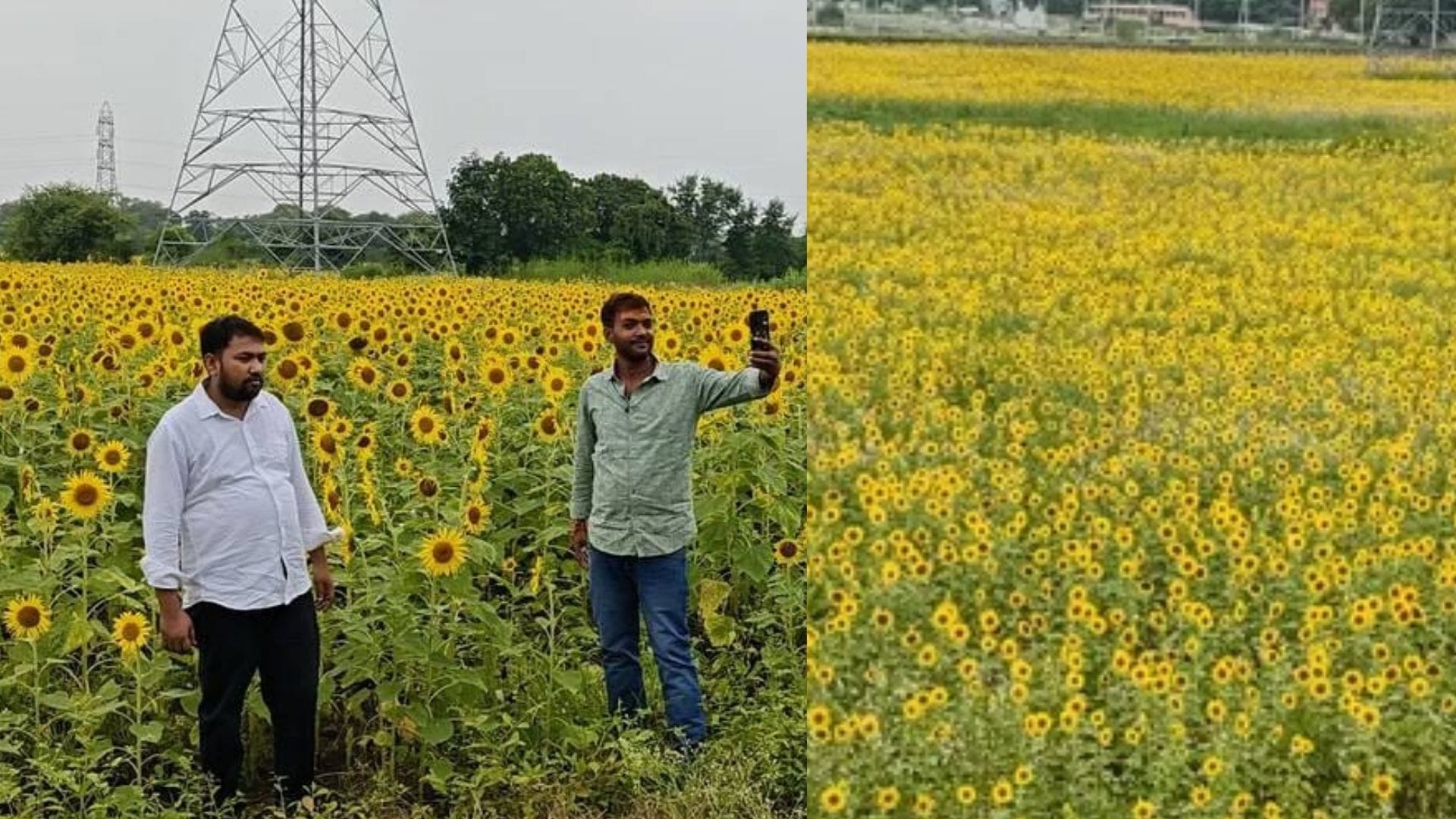 युवा किसान ने उगाई सूरजमुखी