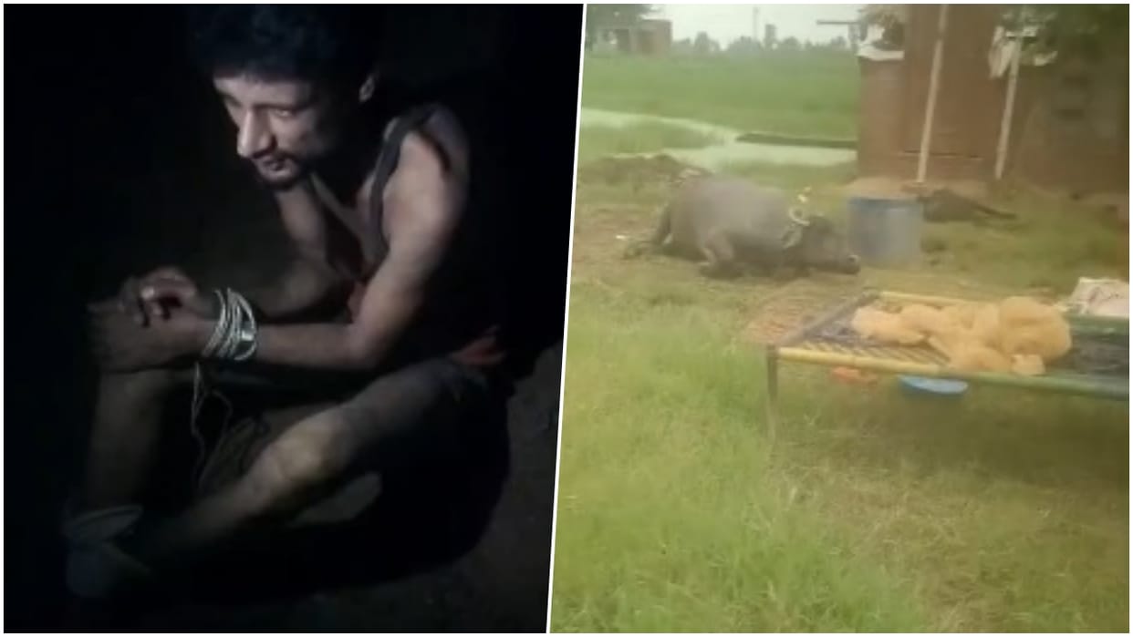 Two brothers clashed with thieves who had come to steal a buffalo