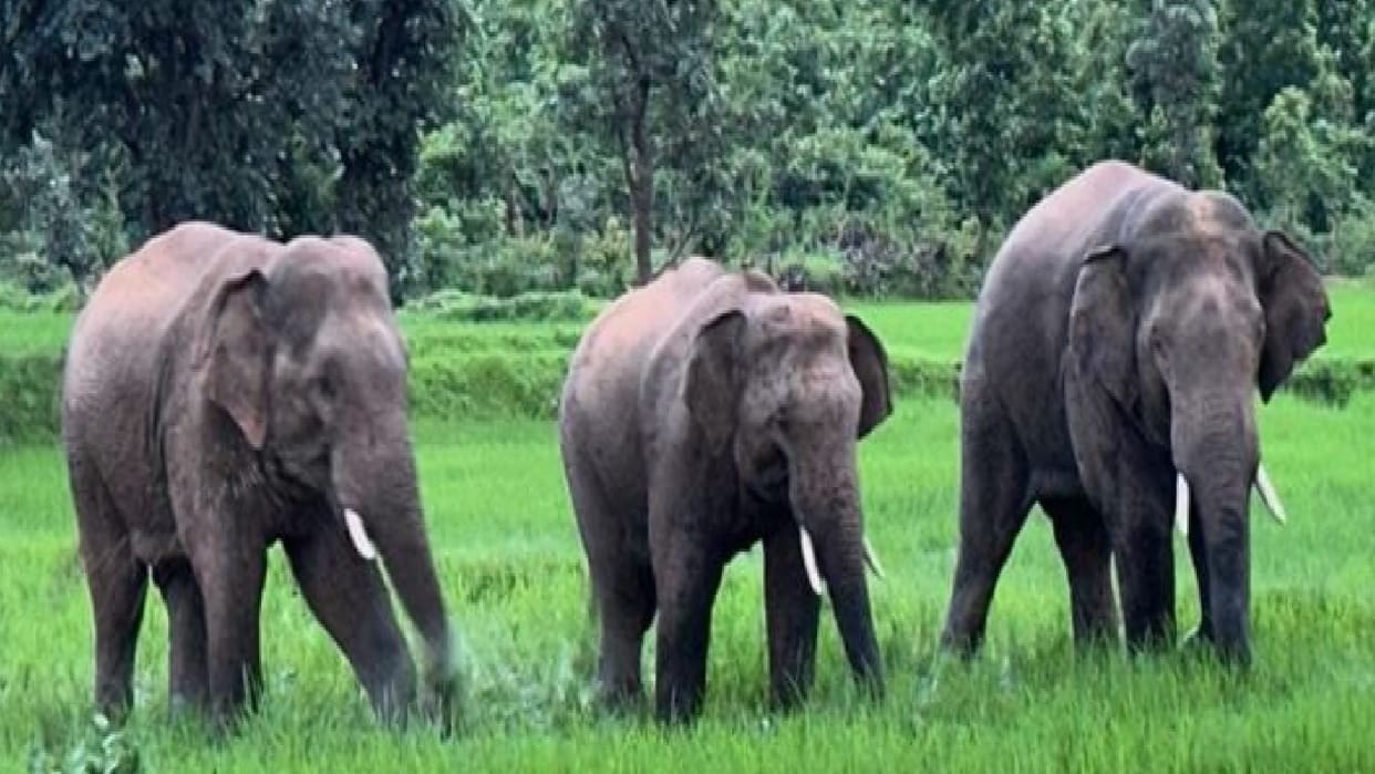A group of seven elephants entered a village from forest, wreaking havoc in field; farmer standing crops were