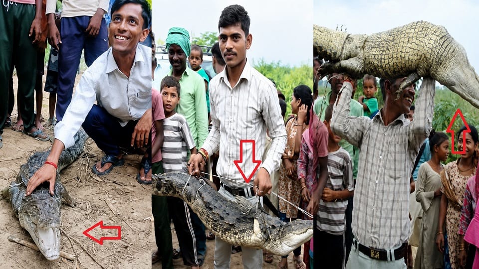 मगरमच्छ के साथ खिलवाड़ करते ग्रामीण