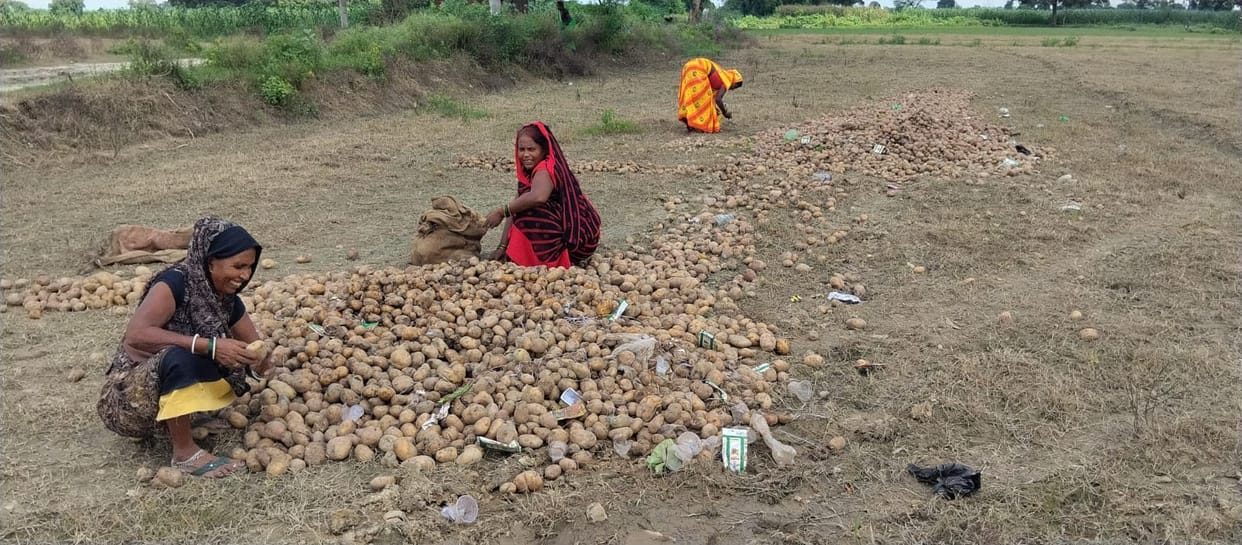 Potato Wastage in Shivrajpur as Farmers Dump Produce Along Roads and Fields