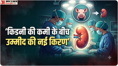 इंसान में सुअर की किडनी