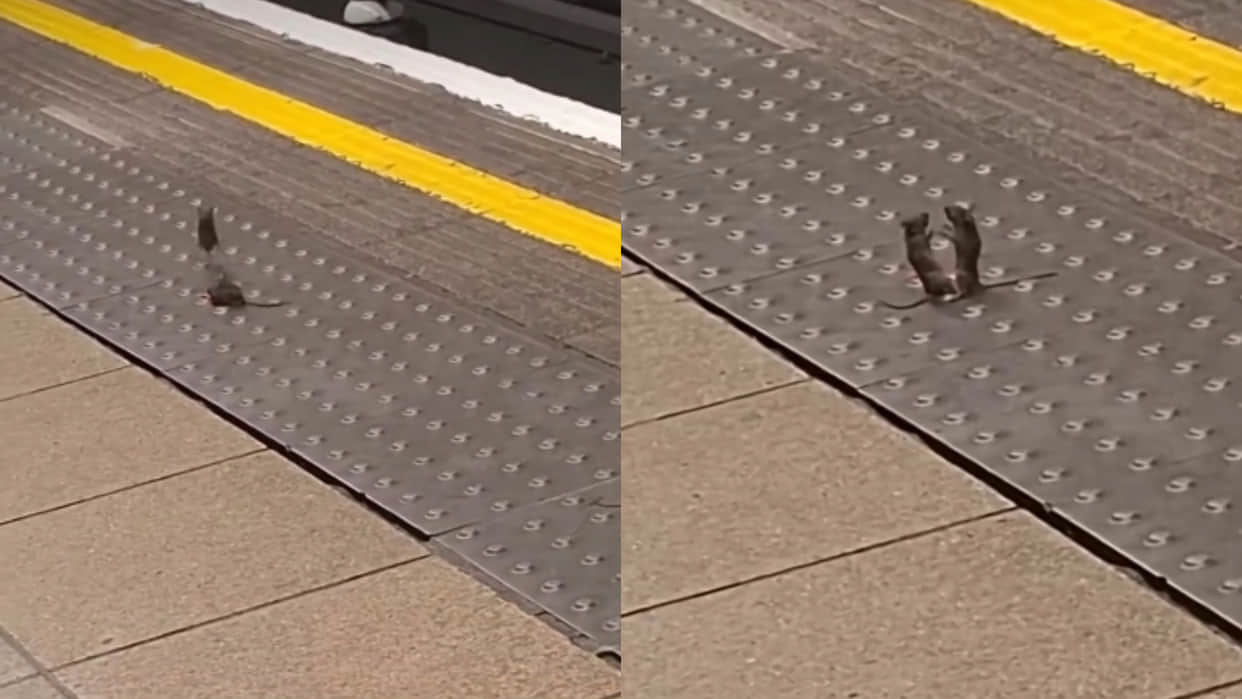 London oxford circus underground station two mice fighting video goes viral on internet