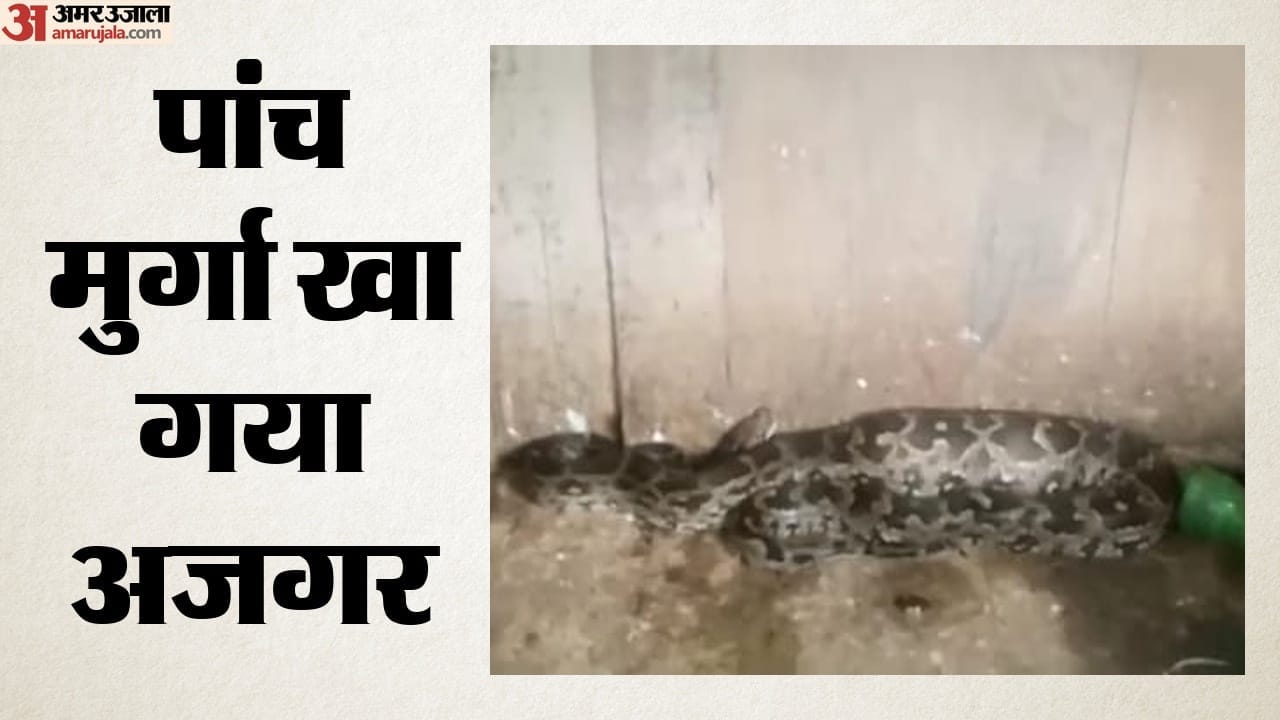 पांच मुर्गा निगल गया अजगर