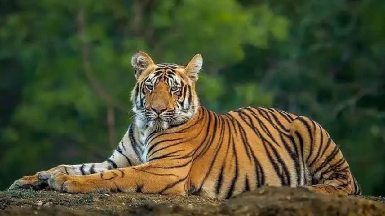Confusion over tiger corridor in Jamrani Dam area