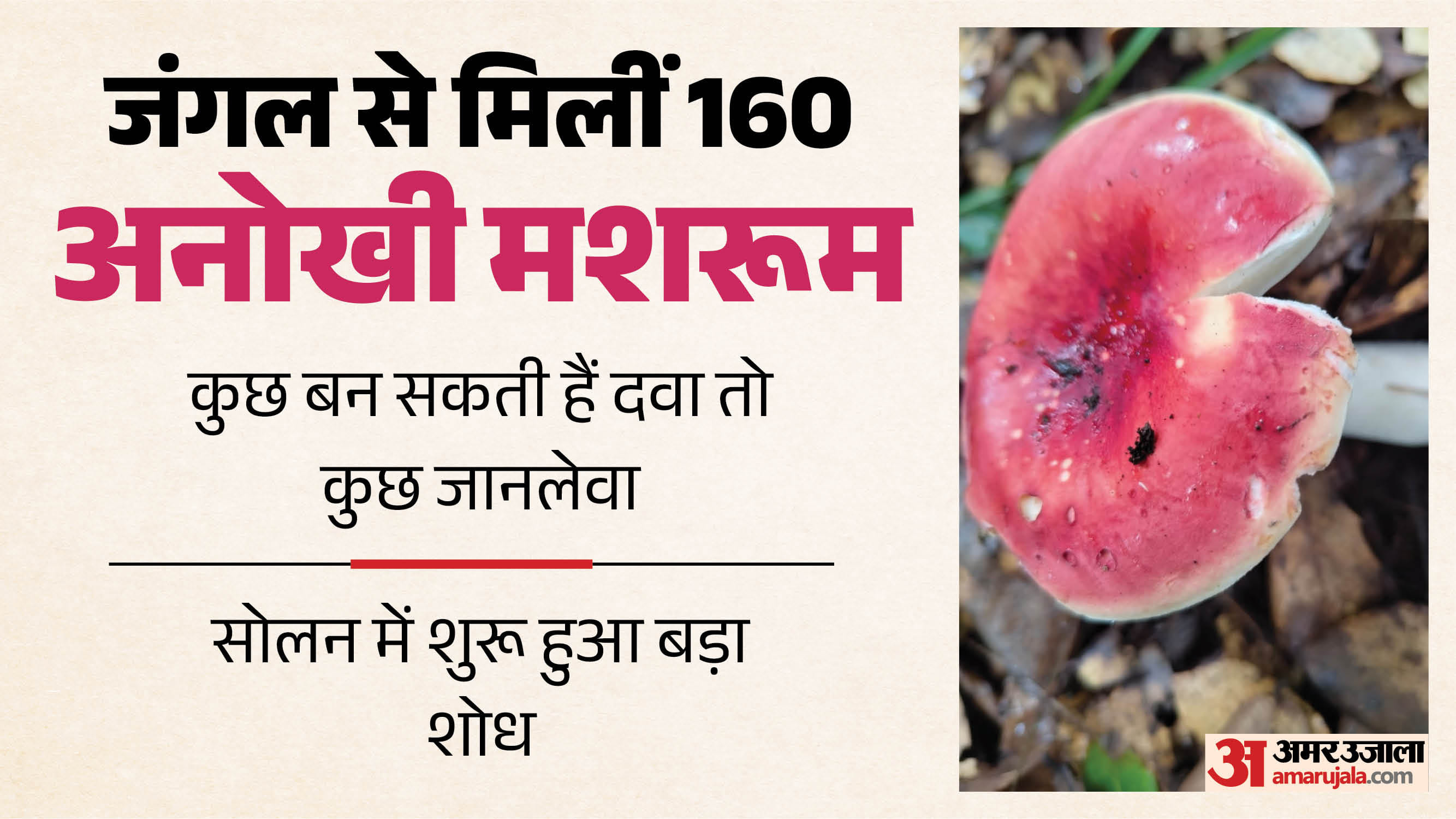 जंगलों में मिली मशरूम।