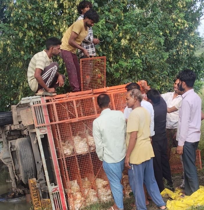 14 कुंतल मुर्गों की मौत