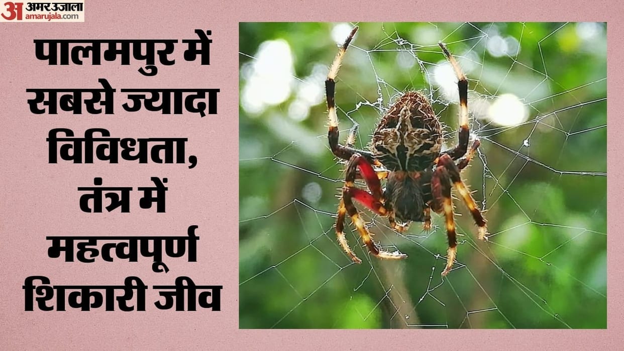 26 recorded spider species found in Kangra Valley