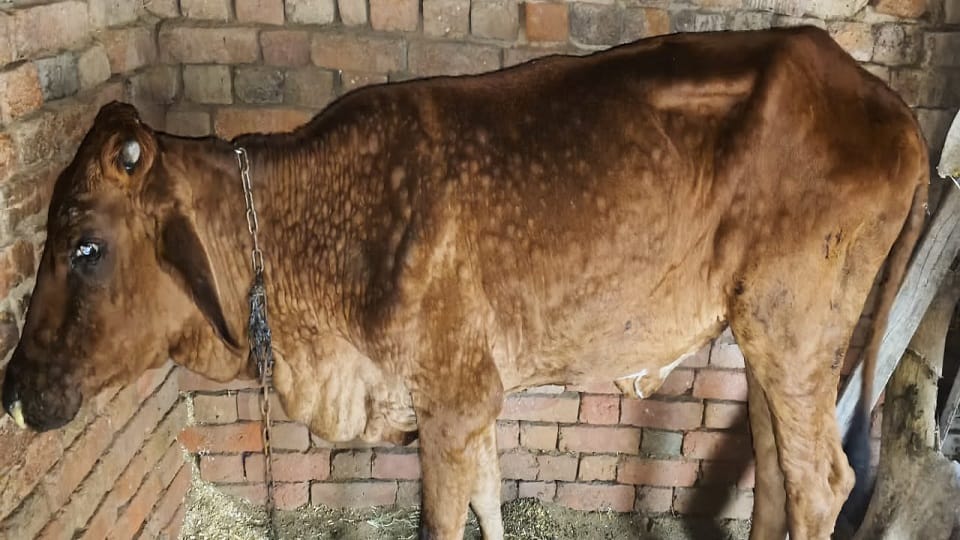 Lumpi confirmed in Hathras