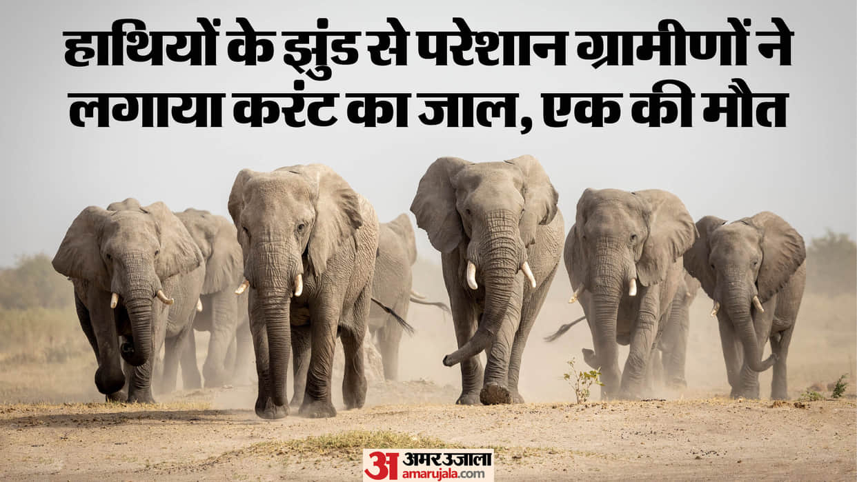 latehar balumath wild elephant death electric current bare wire villager accused