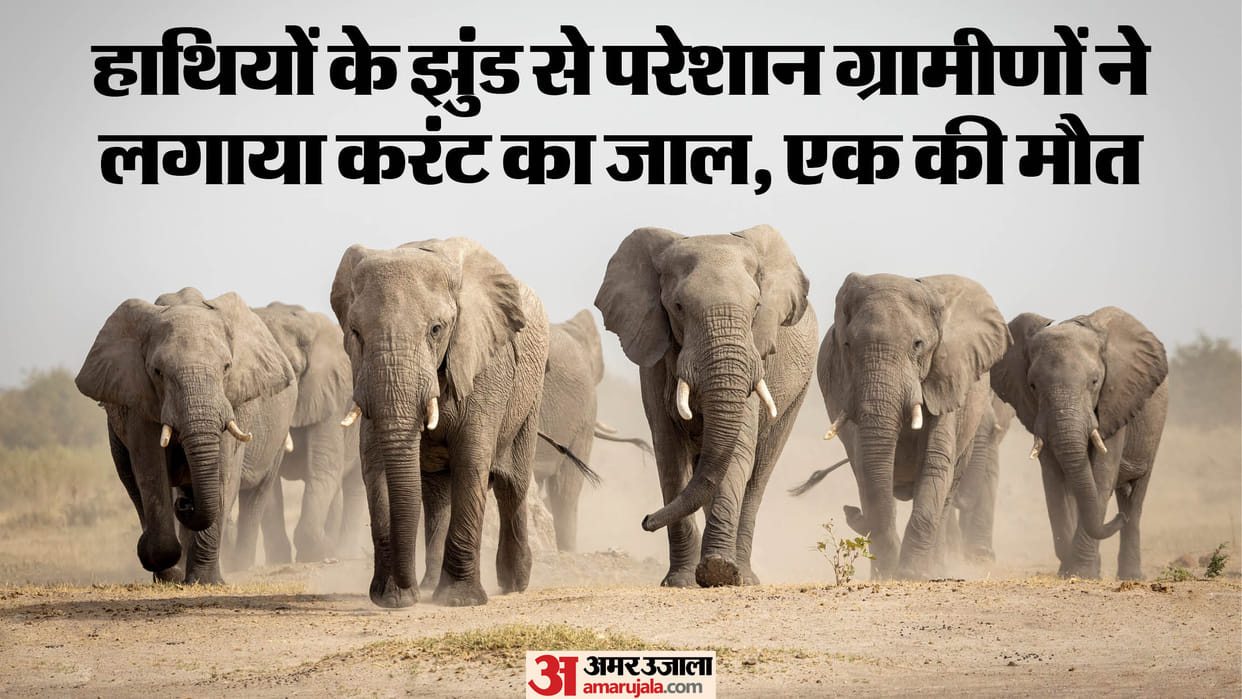 latehar balumath wild elephant death electric current bare wire villager accused