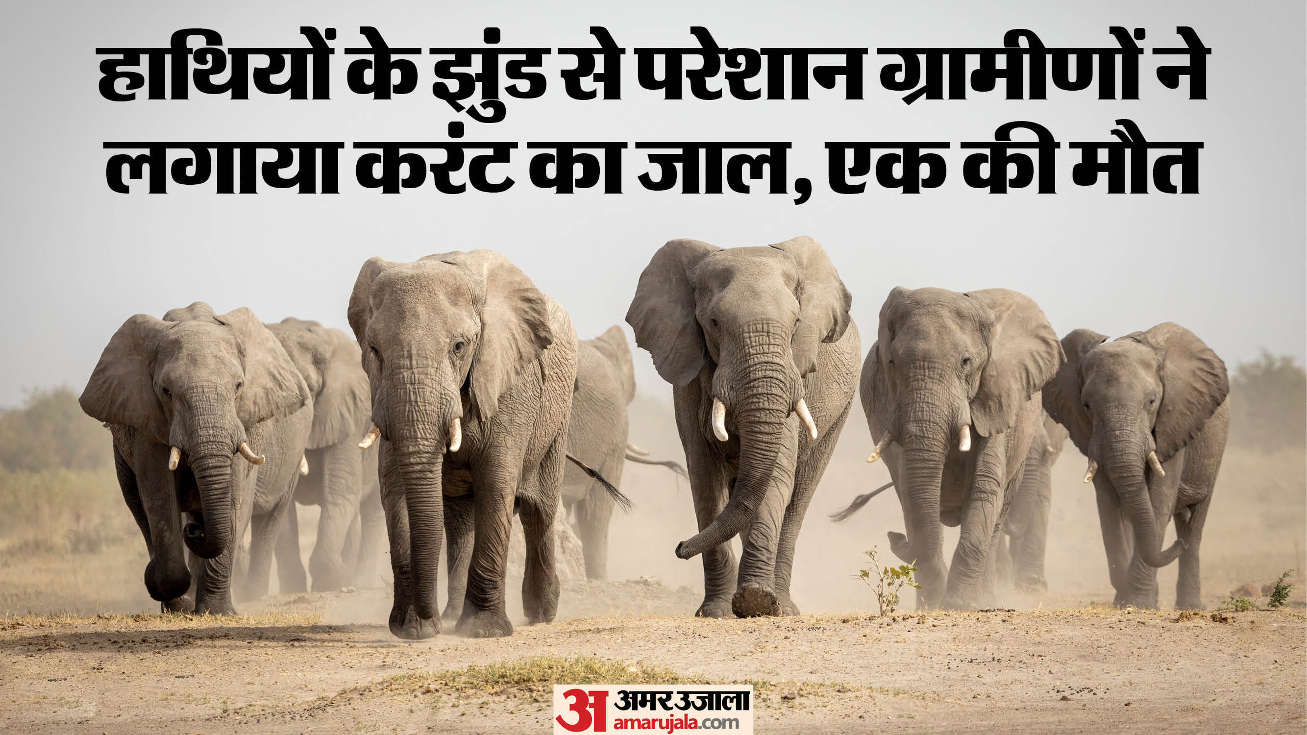 करेंट लगने से हाथी की  मौत