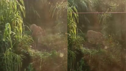 महाराष्ट्र-मध्यप्रदेश बॉर्डर पर टाइगर का आतंक