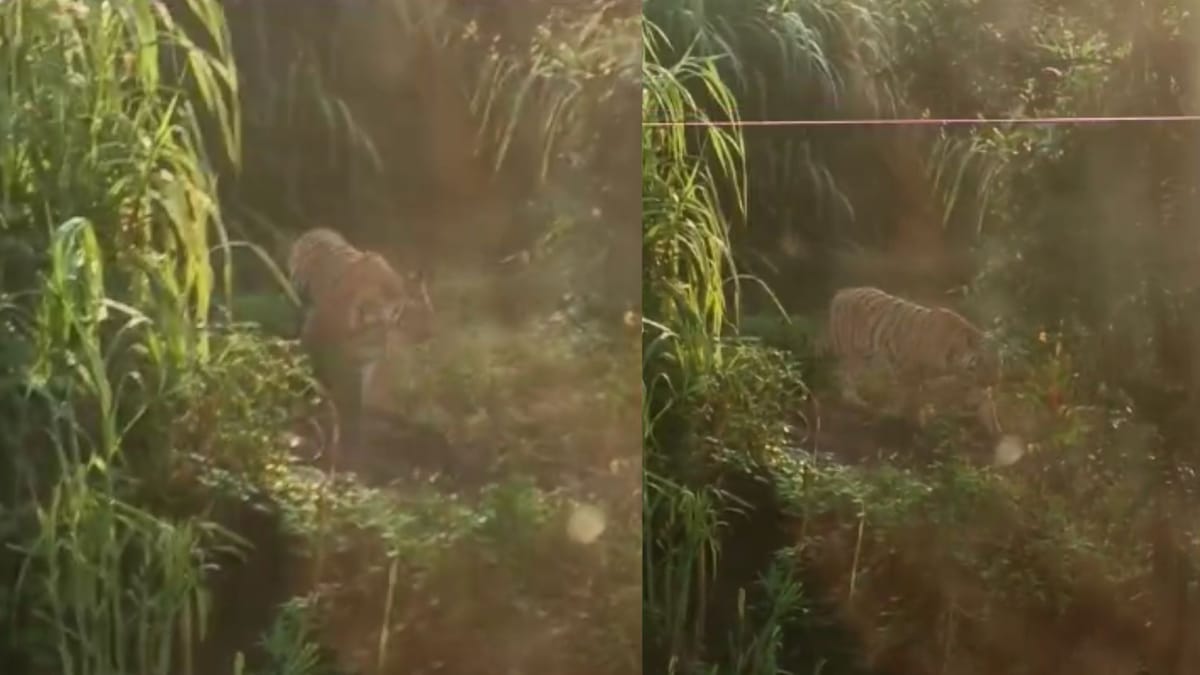 महाराष्ट्र-MP सीमा पर टाइगर की दहशत: अमरावती में बच्ची की मौत के बाद बैतूल के गांव में दिखने का दावा, वीडियो सामने आया
