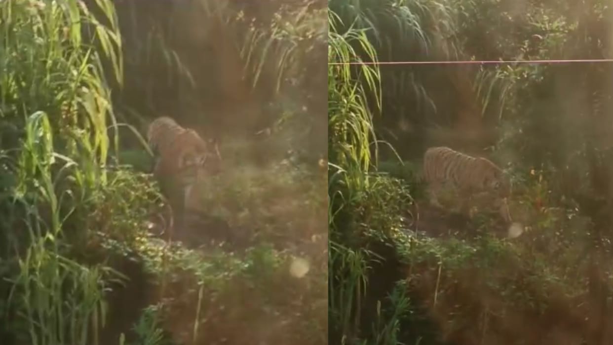 Girl Killed in Tiger Attack in Maharashtra Fear Reaches Betul Alert Issued in Border Villages