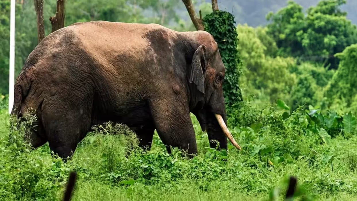 Rampage by elephants in Raigarh Paddy crops of 21 farmers trampled mud house also destroyed.