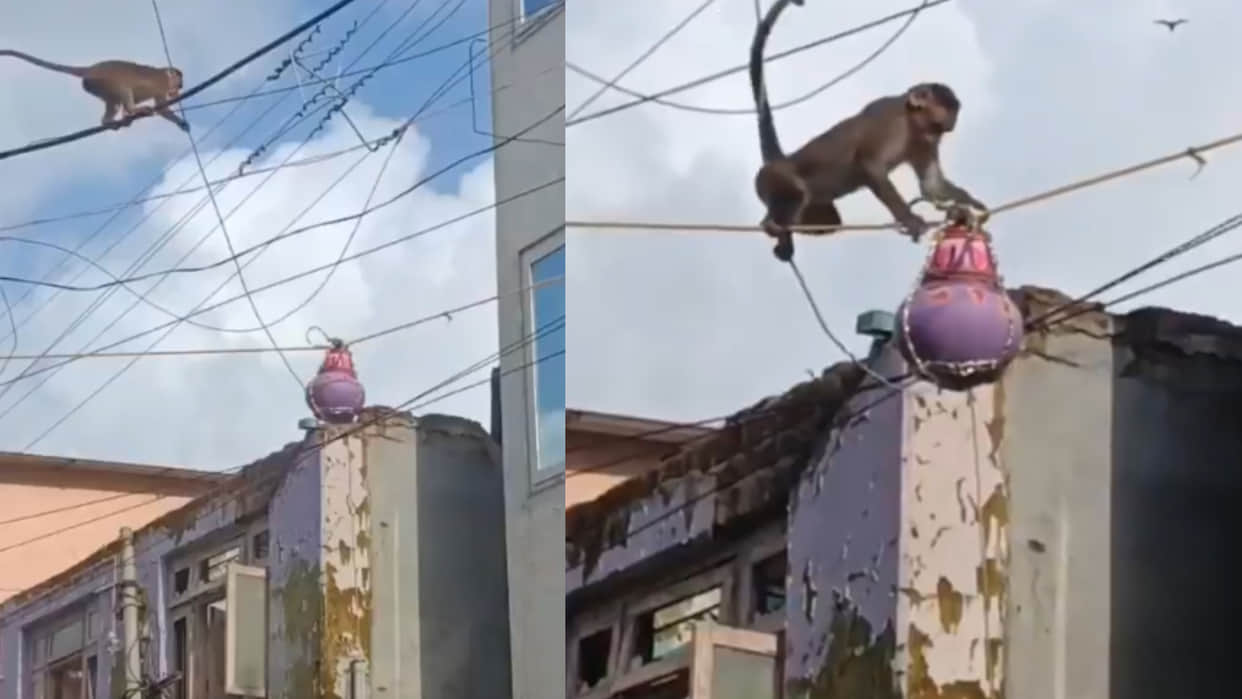 Monkey climb power lines to reach dahi handi matki and eat makhan mishri viral video