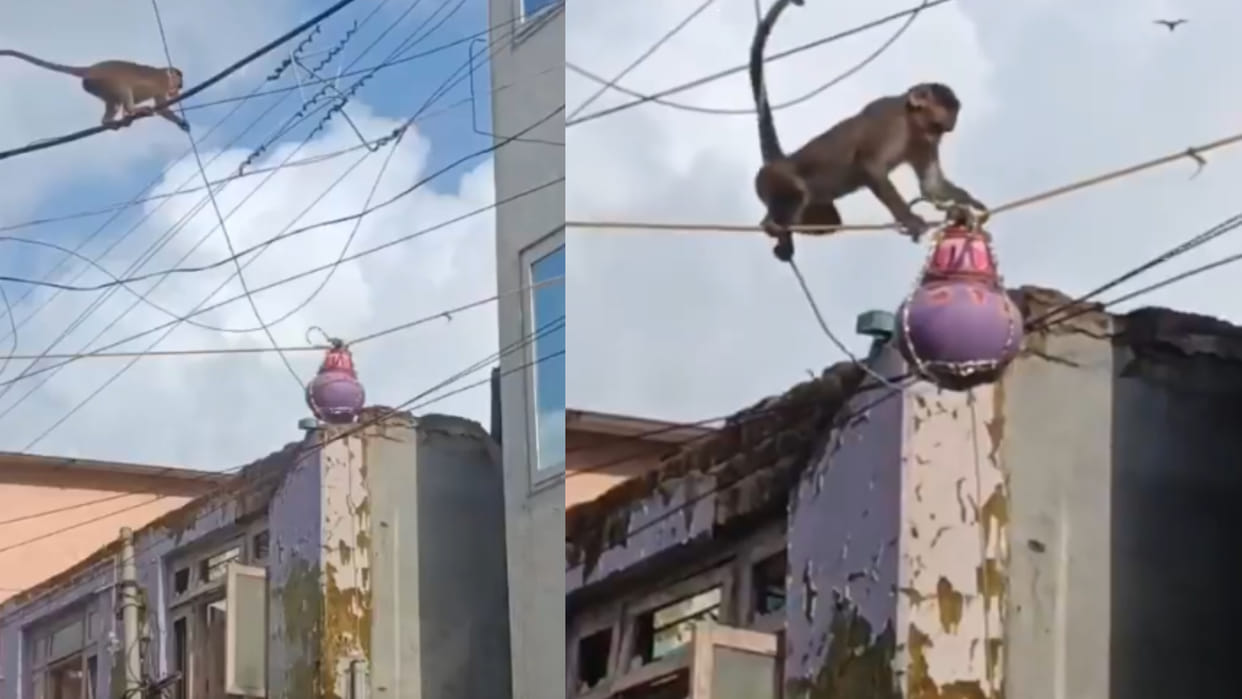 Monkey climb power lines to reach dahi handi matki and eat makhan mishri viral video