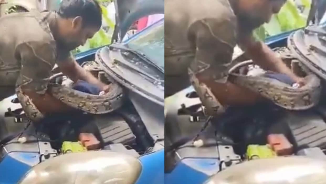 video of rescue 7 foot long python found inside car engine goes viral dahisar in mumbai