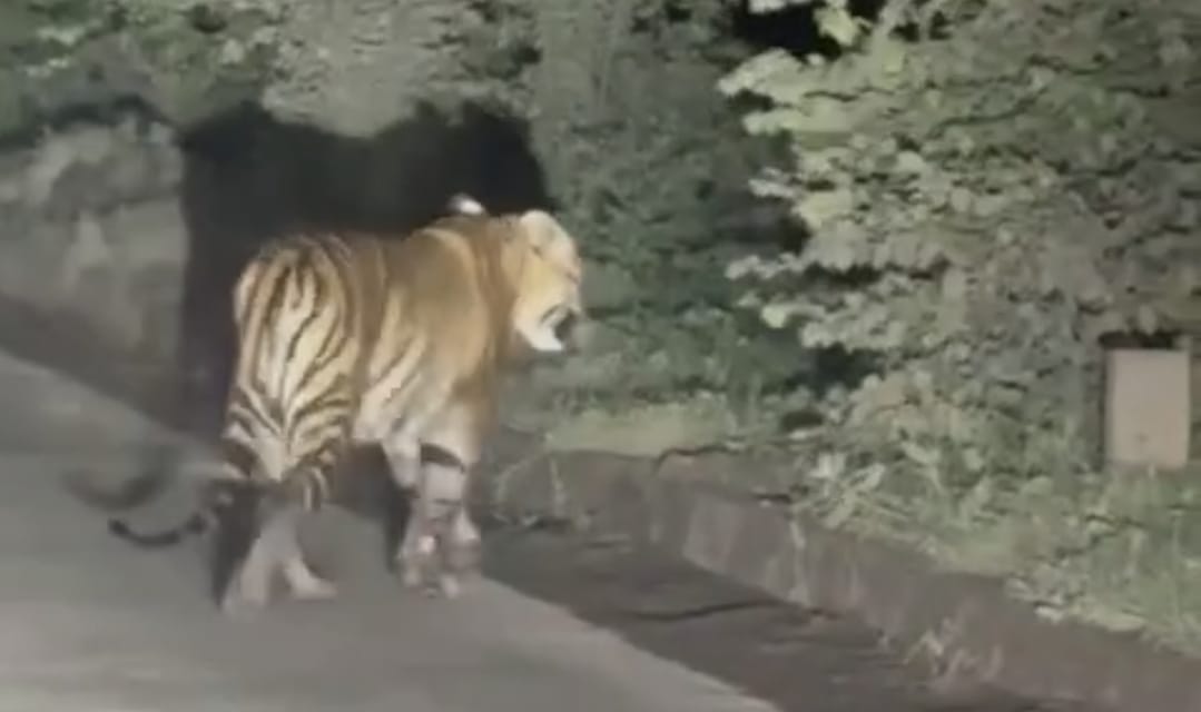 भोपाल के पास सड़क पर दिखा बाघ