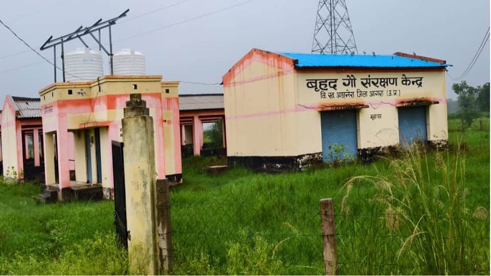 1.6-Crore Cow Shelter Remains Unused Two Years After Construction Waterlogging Blocks Operations