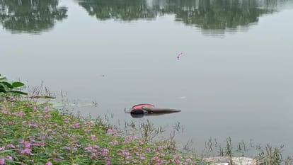 तालाब में मिली तैरती लाश