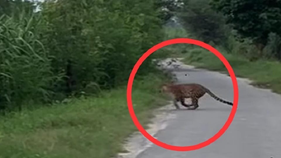 खेतों में दिखा तेंदुआ और दो शावक